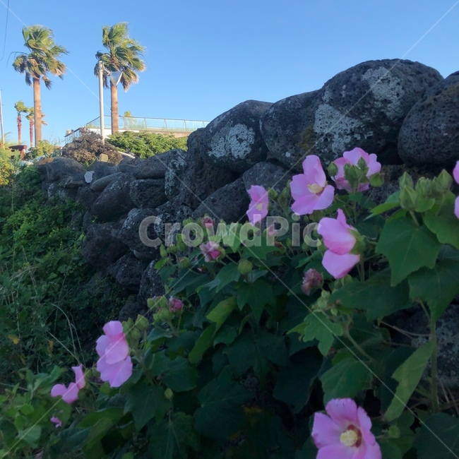 꽃,제주,담벼락,여름,풍경,식물,자연,plants,nature,꽃,flower
