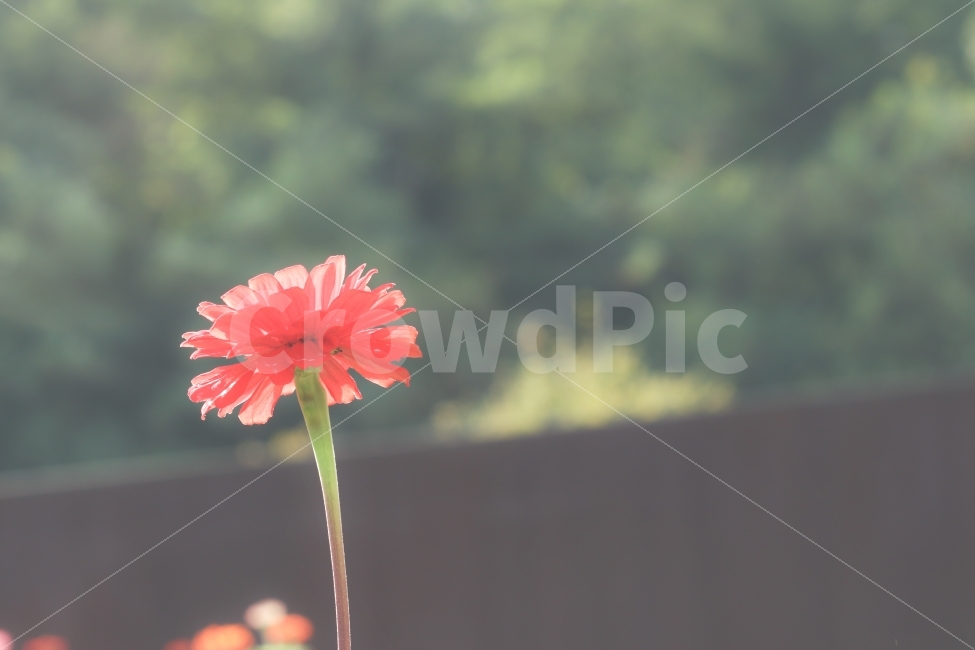 가을,부서지는,빛,그리고,붉은꽃,식물,자연,plants,nature,꽃,flower,감성,sensible,feeling