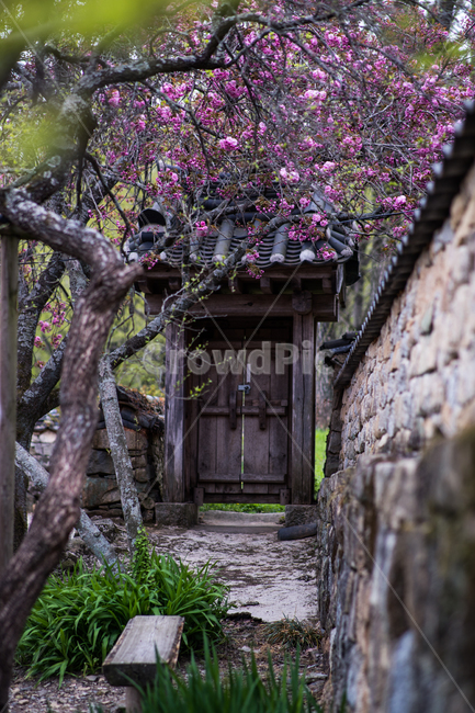 전남,순천,선암사,겹벚꽃,왕벚꽃,한국전통,한국문화,korean traditional,korean culture