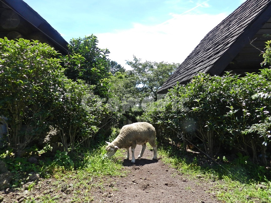 양,양한마리,자연,동물,목장,양떼목장,새끼양,sheep,동물,animal,포유류,mammal