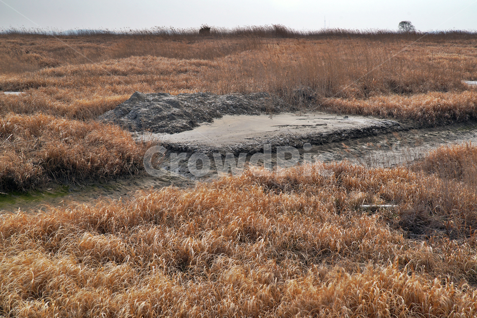 우음도,초원,갈대,시화호,화성시,간척지,갯벌,자연,풍경,nature,landscape