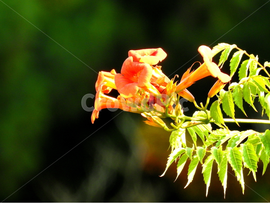 식물,꽃,능소화,plant,flower,식물,자연,plants,nature,꽃,flower