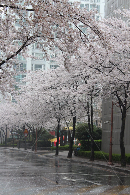 꽃,벚꽃,겹벚꽃,꽃나무,봄,봄비,sprng,계절,비,rain,rainy,빗방울,흐림,flower
