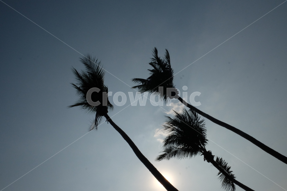 하늘,외국,해외,야자수,역광,나무,구름,자연,풍경,nature,landscape,식물,plants,나무,trees,wood,plant,tree,palm tree