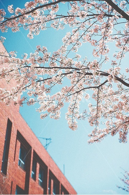감성사진,봄,벚꽃,색감,필름,꽃,emotion,spring,cherryblossom,color,film,flower,봄,계절,spring,season,식물,자연,plants,nature,꽃,flower,감성,sensible,feeling,plant,blossom