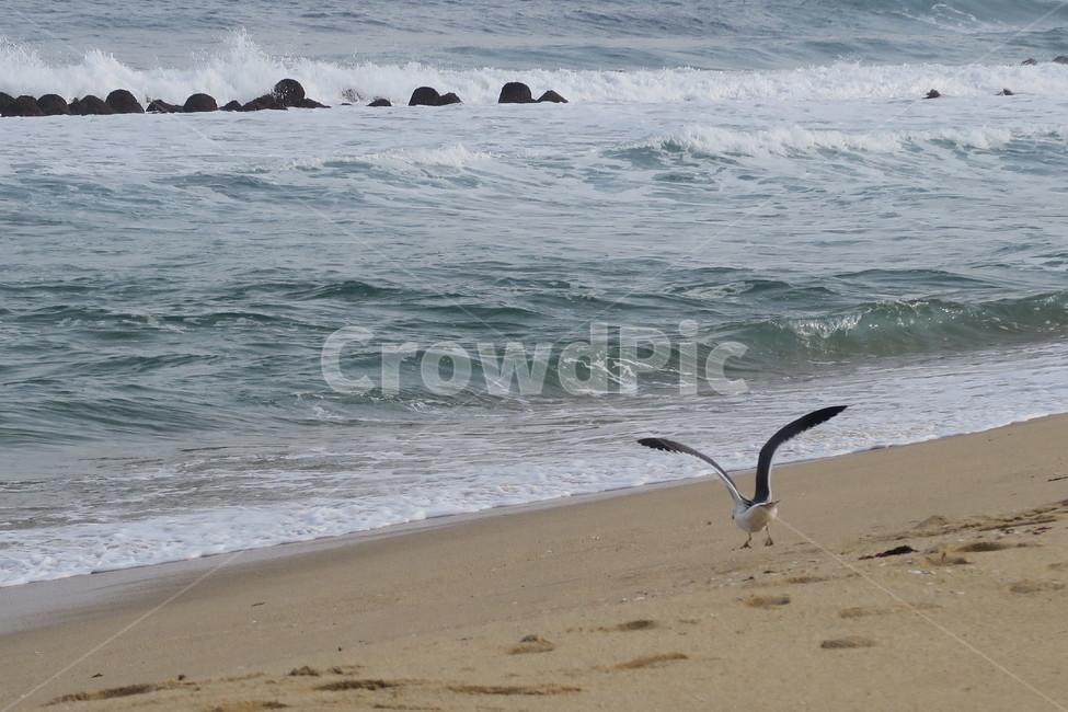 sea,바다,ocean,nature,자연,water,물,animal,동물,bird,새,seagull,갈매기
