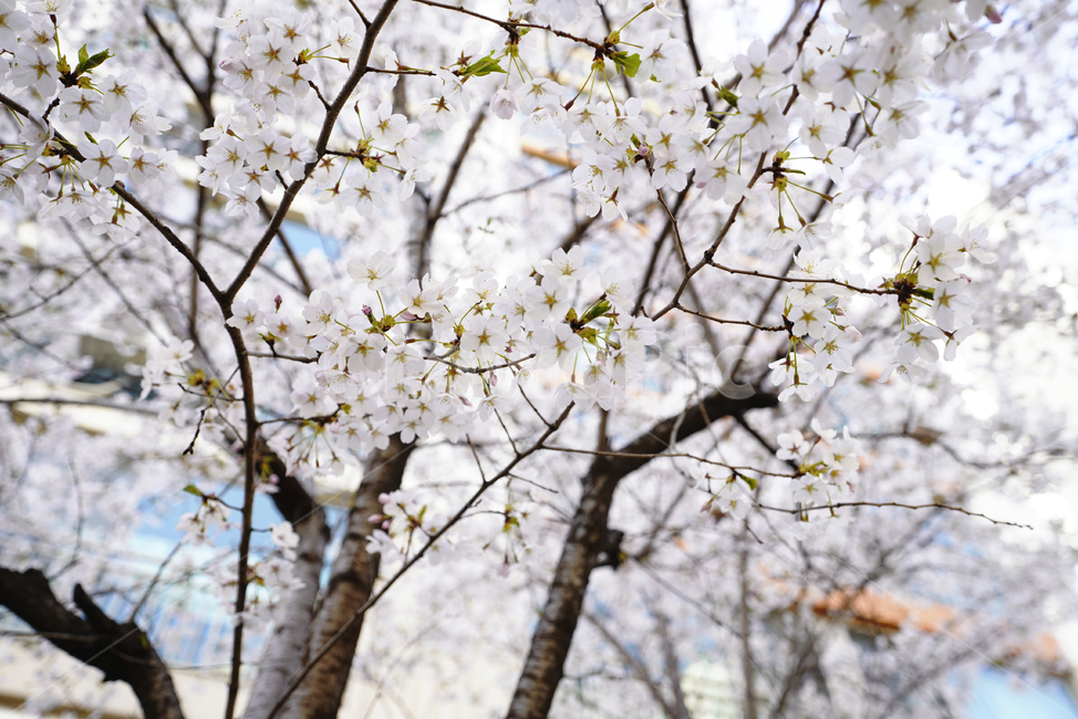 꽃,벚꽃,봄,계절,플라워,화이트,흰색,하얀색,생물,감성,느낌,식물,flower,spring,white,봄,계절,spring,season,식물,자연,plants,nature,꽃,flower,plant