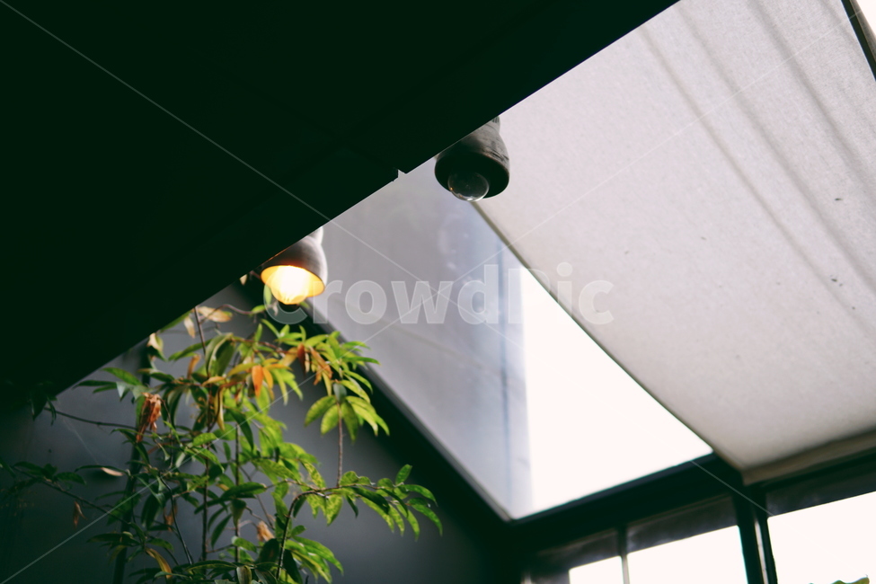 조명,식물,실내,인테리어,window,창문