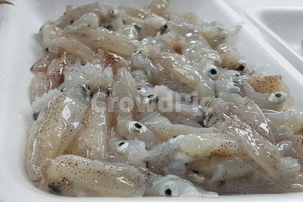 바다,음식,꼴뚜기,회,씨푸드
