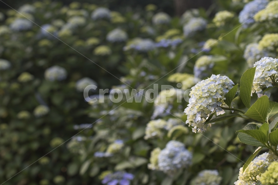 수국,꽃봉오리,식물,꽃,꽃밭,사진,단독사진,디자인,소스,포토,사진자료,배경,배경사진,풍경,자연,환경,실외,낮,아침,봉오리,잎,꽃잎,6월,7월,아웃포커스,접사,근접,여름,녹색,야외,나무,나뭇잎,식물,자연,plants,nature,꽃,flower