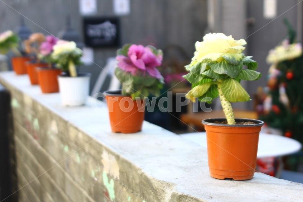 화분,명륜동,꽃,식물,일상,감성,식물,자연,plants,nature,꽃,flower