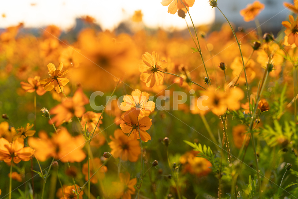 꽃,자연,들,코스모스,황화코스모스,감성,감성사진,노을,식물,자연,plants,nature,꽃,flower