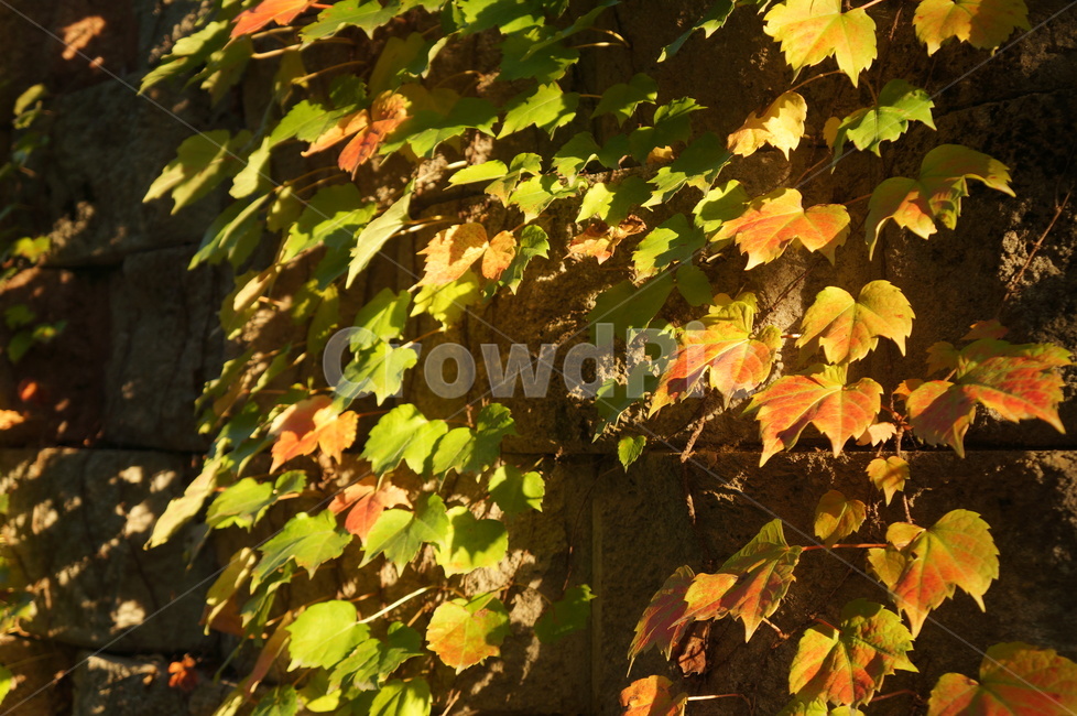 담쟁이넝쿨,담쟁이덩굴,덩굴식물,가을,단풍,담벼락,식물,만추,autumn,fall,넌출성식물,기어오르다,아이비,ivy,가을,계절,fall,autumn,season,leaf,잎,plant,tree,나무,maple