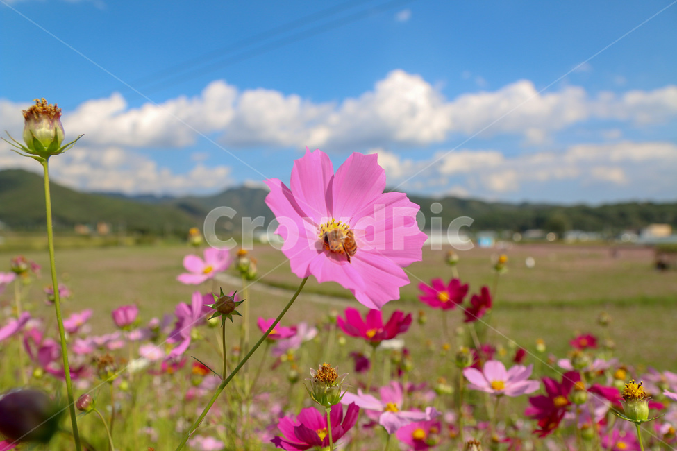 코스모스,풍경,꽃빝,자연,꽃,경기도,코스모스축제,벌,flower,cosmos,flowergarden,bee,가을,계절,fall,autumn,season,자연,풍경,nature,landscape,식물,plants,꽃,flower,plant