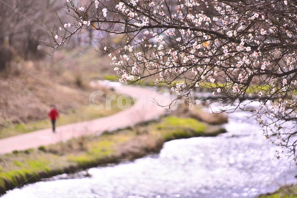 살구꽃,개울,물,봄배경,시즌,계절,season,spring,개천,보케,빛망울,플레어,plant,식물,human,인간,person,사람,산책로,워킹,walking,flowers,stream,road,봄,계절,spring,season