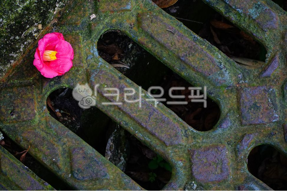 Camellia,life,drain,Spring spirit,spring flowers,spring,red,petal,sewer,dark,season,waterspout,darkness,camellia,blossom,nature,flower,red flower,bud,hole,camellia flower,plant,iron,flower background