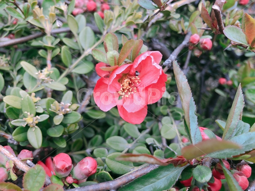 식물,plant,꽃,flower,봄