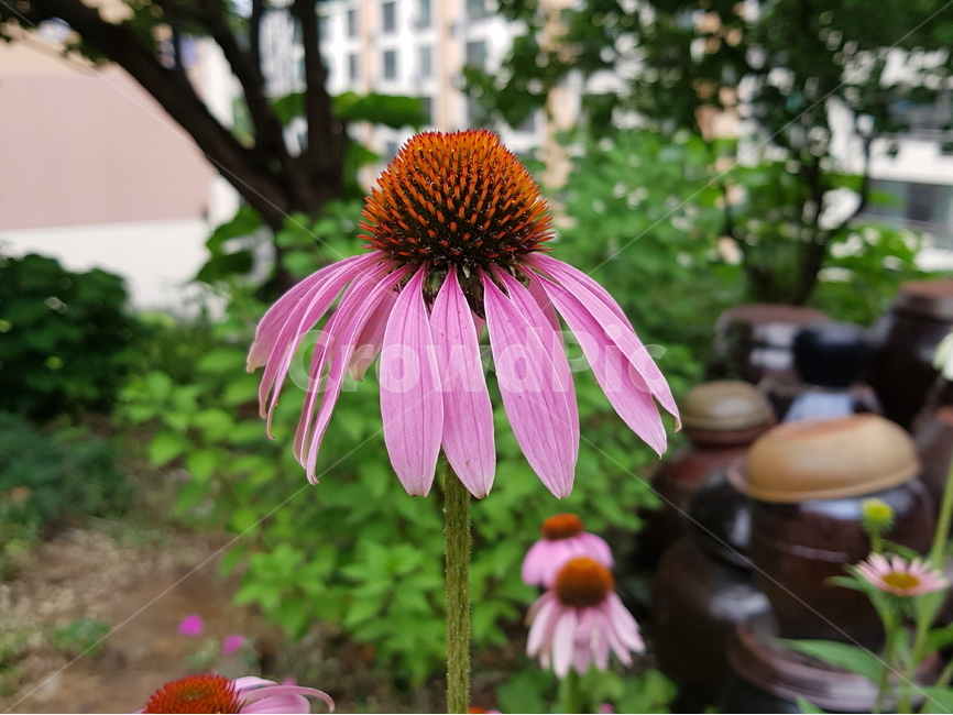 에키네시아,분홍색,꽃,식물,자연,가든,정원,flower,nature,plants,abstract,background,pink,식물,자연,plants,nature,꽃,flower