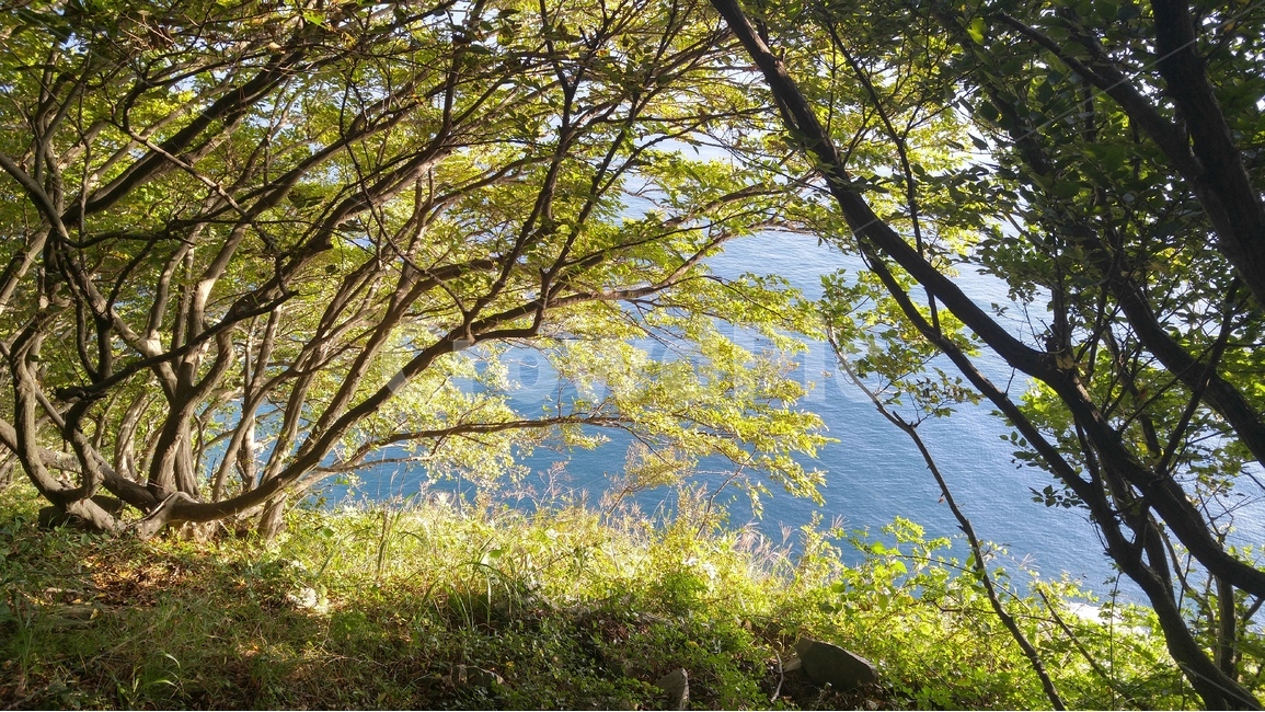 숲,나무,금오도,하늘,요정,자연,풍경,nature,landscape,tree,plant,식물,tree trunk,나무 줄기