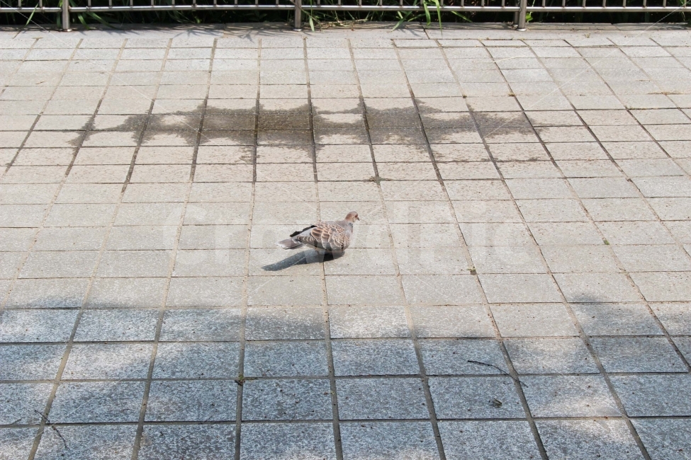비둘기,새,자연,동물,야외,공원,동물,animal,조류,새,birds