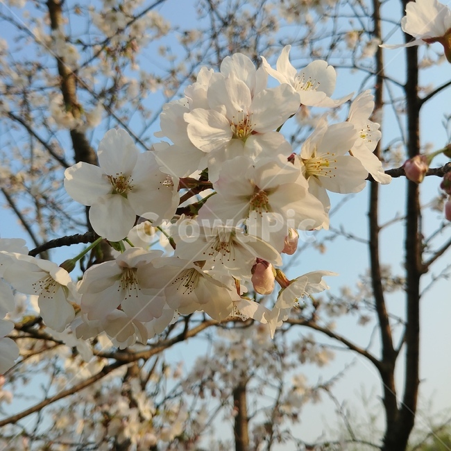 plant,식물,blossom,flower,벚꽃,꽃,식물,자연,plants,nature,꽃,flower