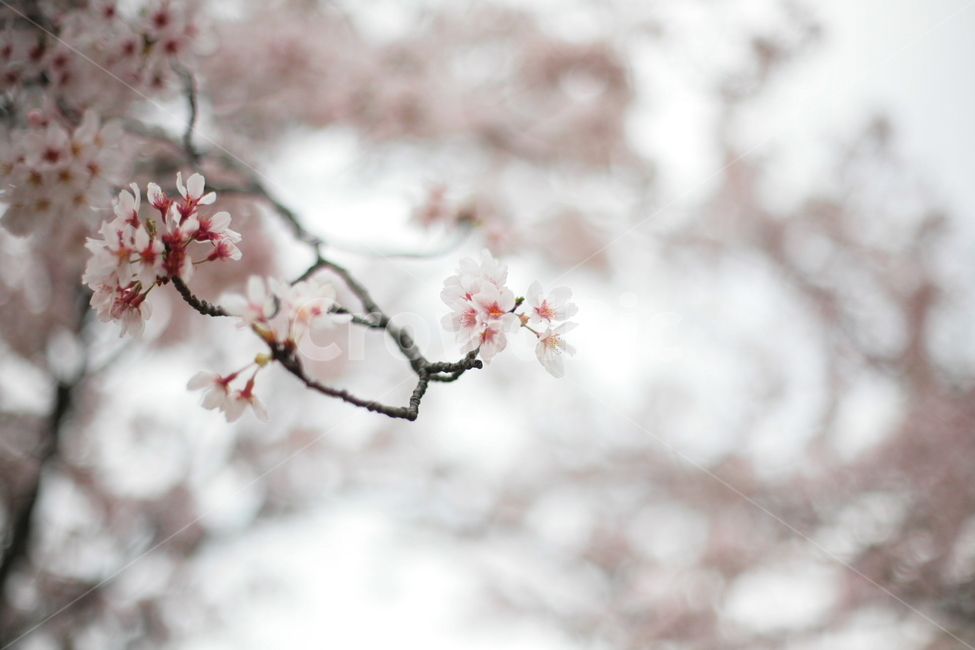plant,식물,flower,꽃,blossom,일본,나카메구로,벚꽃,사쿠라,하나미,봄,계절,spring,season
