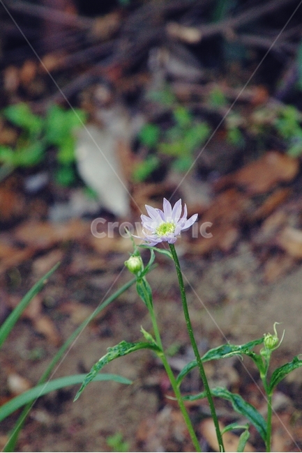 꽃,flower,보라,보라색,풀,grass,식물,자연,plants,nature,꽃,flower