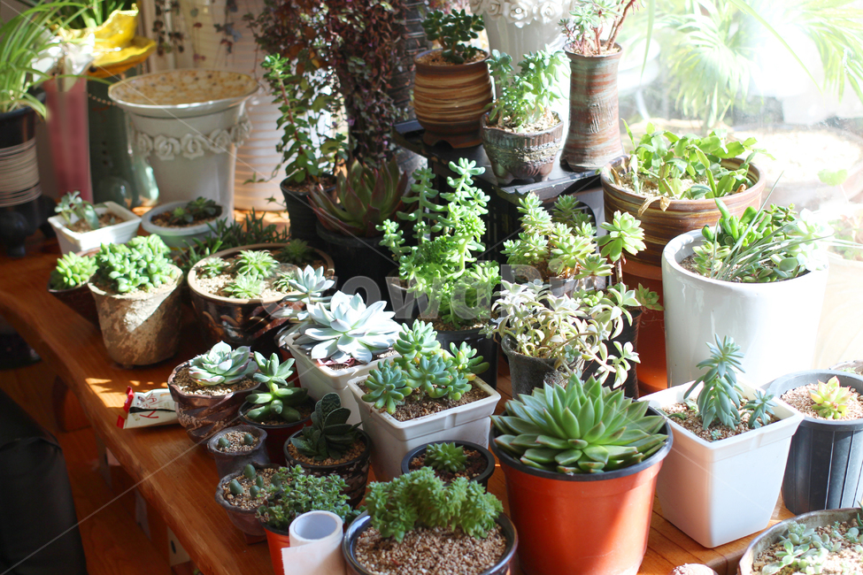 다육이,베란다,화분,화단,다육식물,fleshyplant,실내용화초,화분,화초,house plant