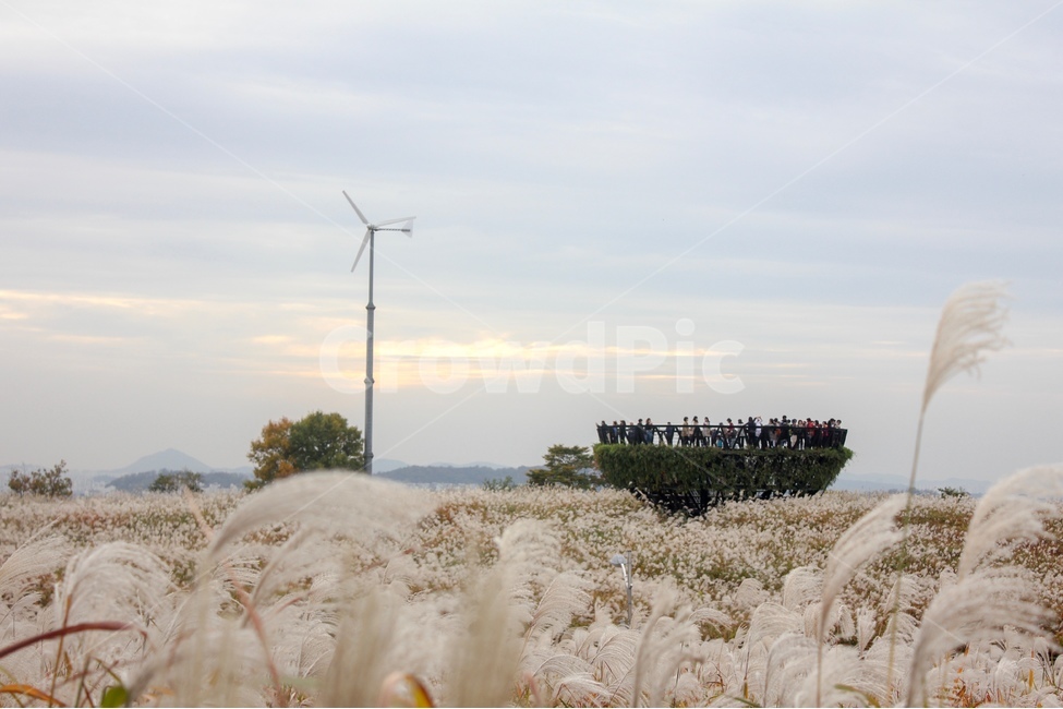 하늘공원,서울,갈대,하늘,풍경,가을,seoul,sky,autumn,reed,haneulpark,가을,계절,fall,autumn,season,자연,풍경,nature,landscape,한국자연풍경,한국자연경관,korea nature landscape,engine,엔진,motor,모터,machine,기계,plant,식물,grass,잔디