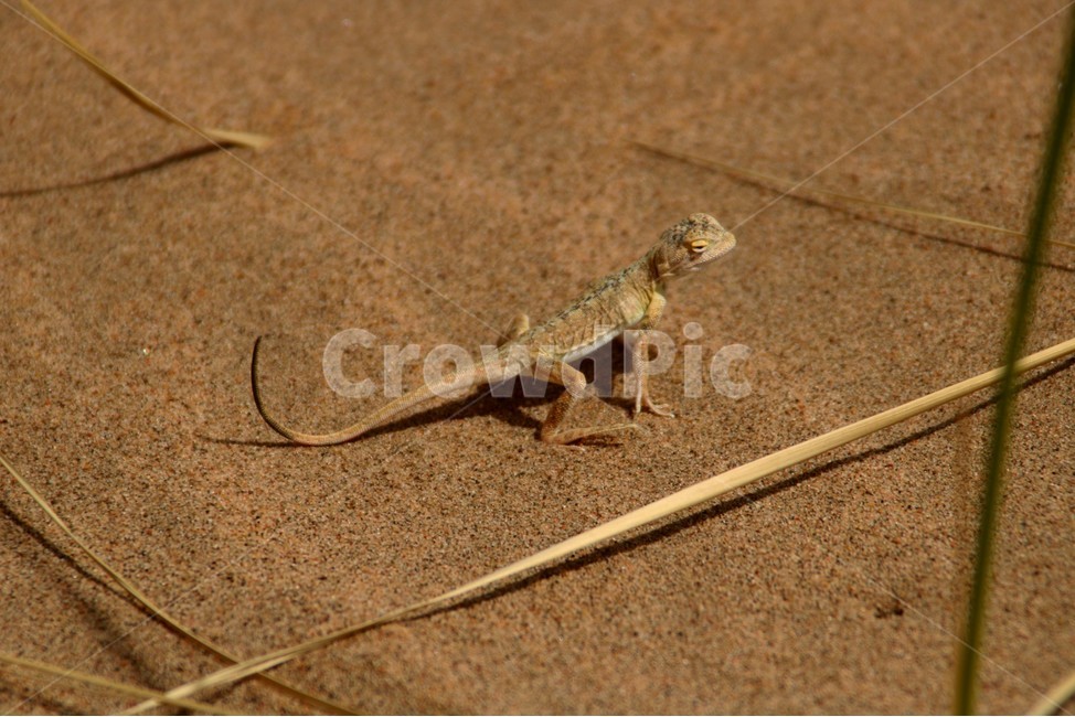 도마뱀,파충류,동물,사막,생물,몽골,동물,animal,파충류,양서류,reptile,amphibian