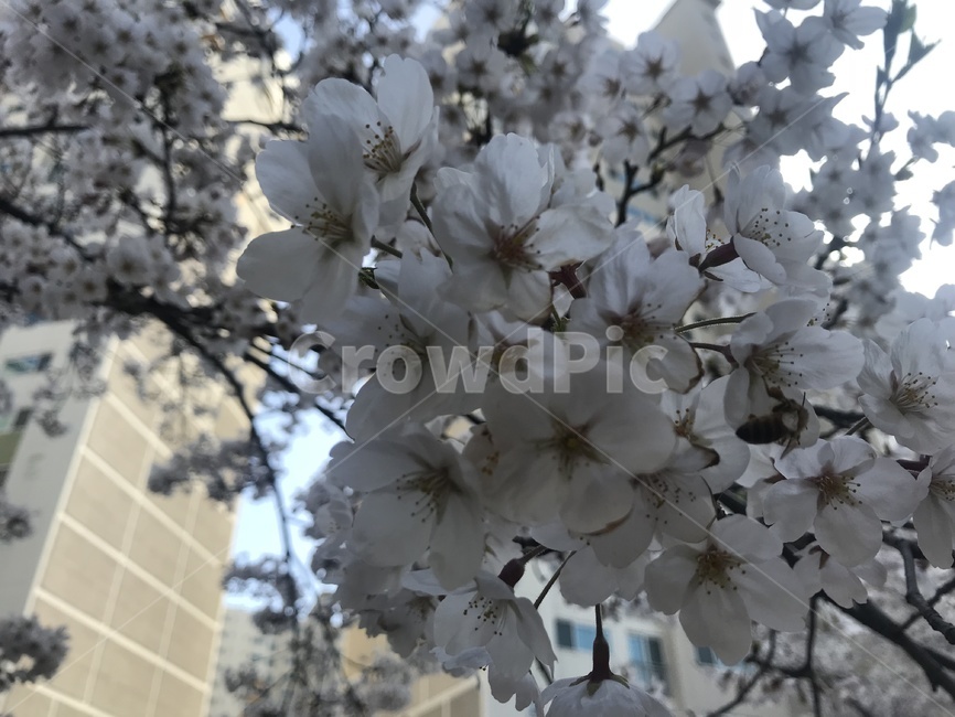 blossom,꽃,flower,plant,식물,벚꽃,cherryblossom,봄,spring,sakura