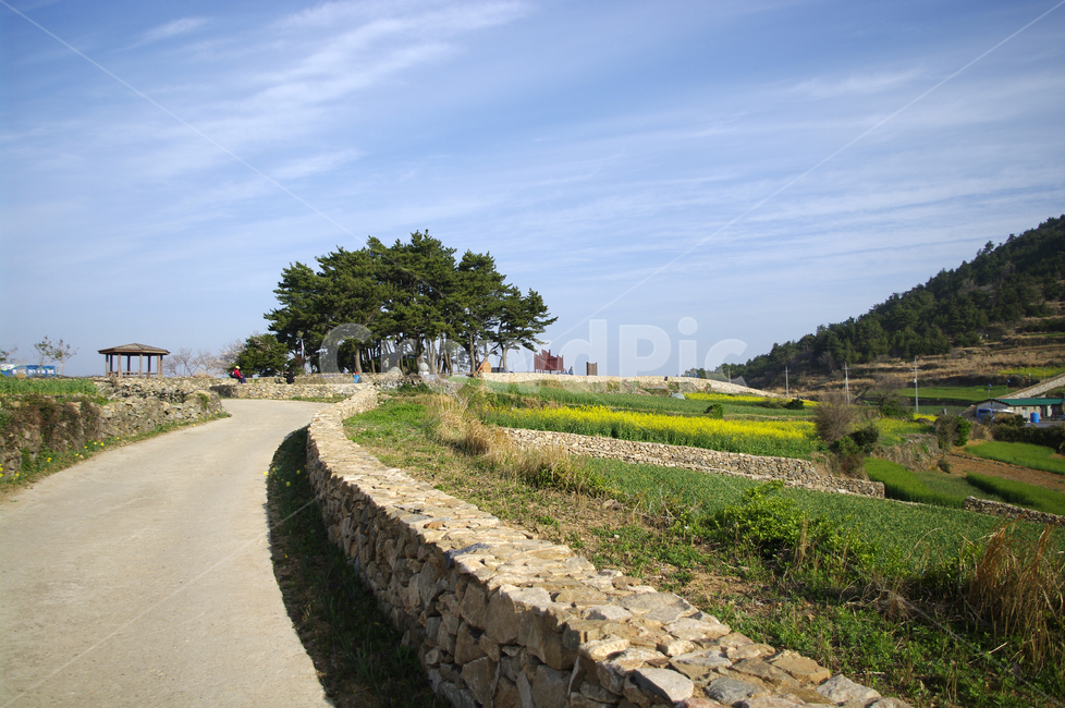 유채꽃,꽃밭,꽃,flower,계절,봄,spring,하늘,구름,풍경,밭,시골,청산도,길,나무,봄,계절,spring,season,자연,풍경,nature,landscape,한국자연풍경,한국자연경관,korea nature landscape,시골,마을,country,rural,town,road,도로,outdoors,옥외
