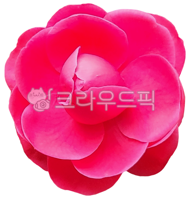 동백꽃,꽃,꽃송이,flower,camellia,redflower