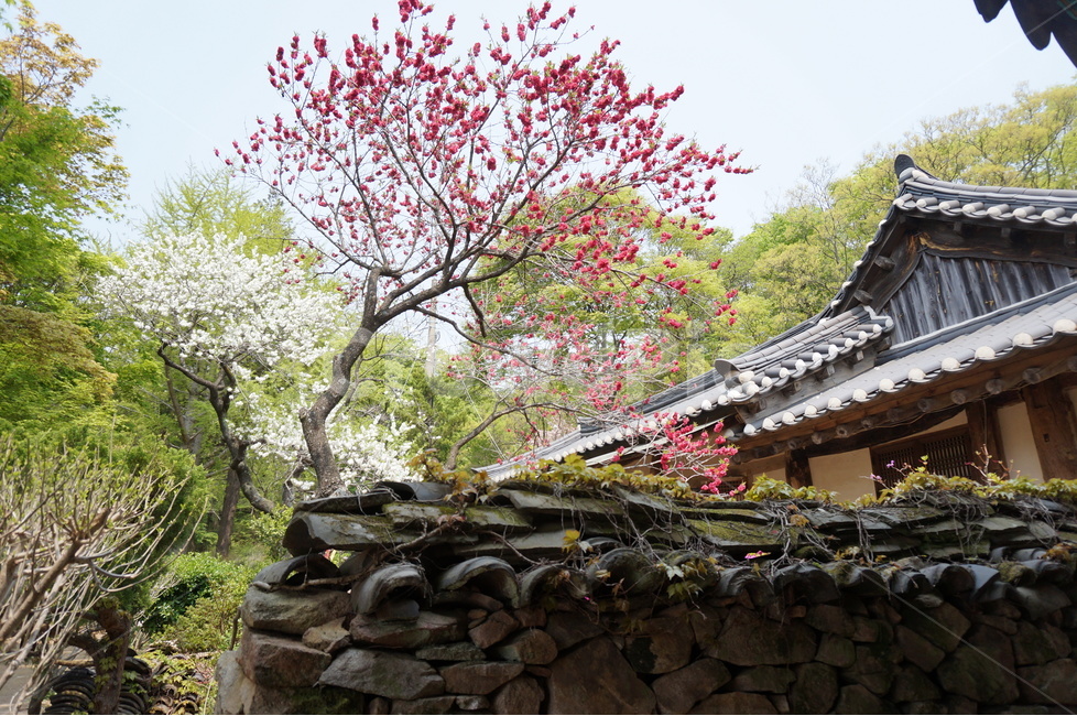 겹벚꽃,개심사,핑크,꽃,봄,풍경,봄,계절,spring,season,한국전통,한국문화,korean traditional,korean culture,식물,자연,plants,nature,꽃,flower