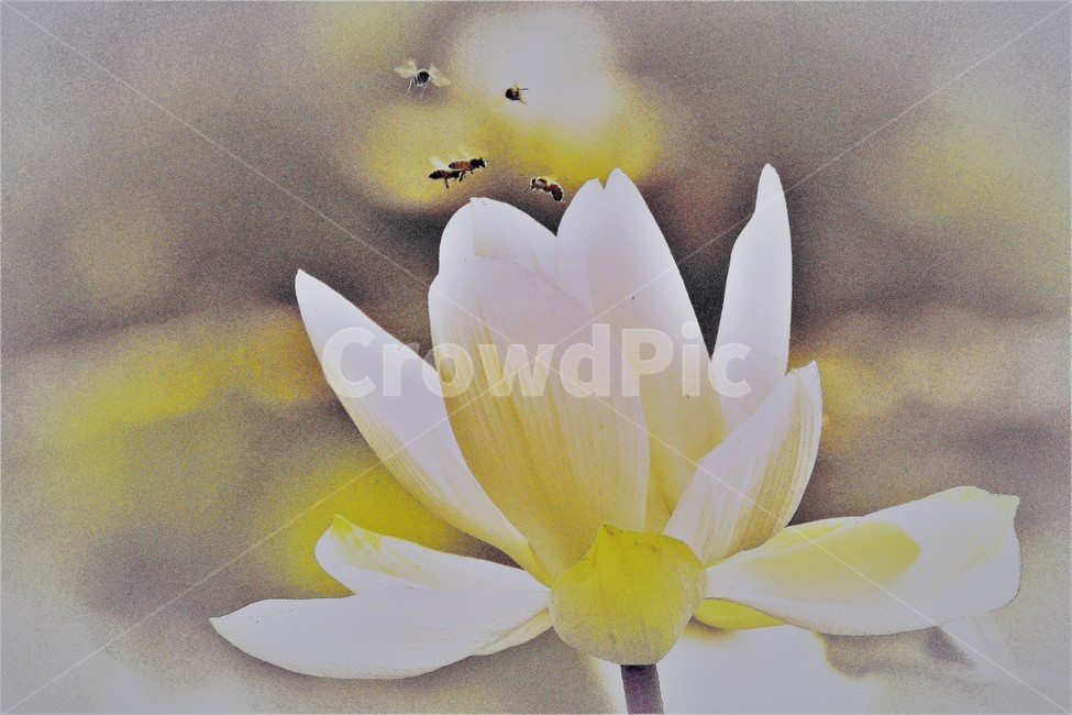 연꽃,꽃,식물,flower,벌,식물,자연,plants,nature,꽃,flower