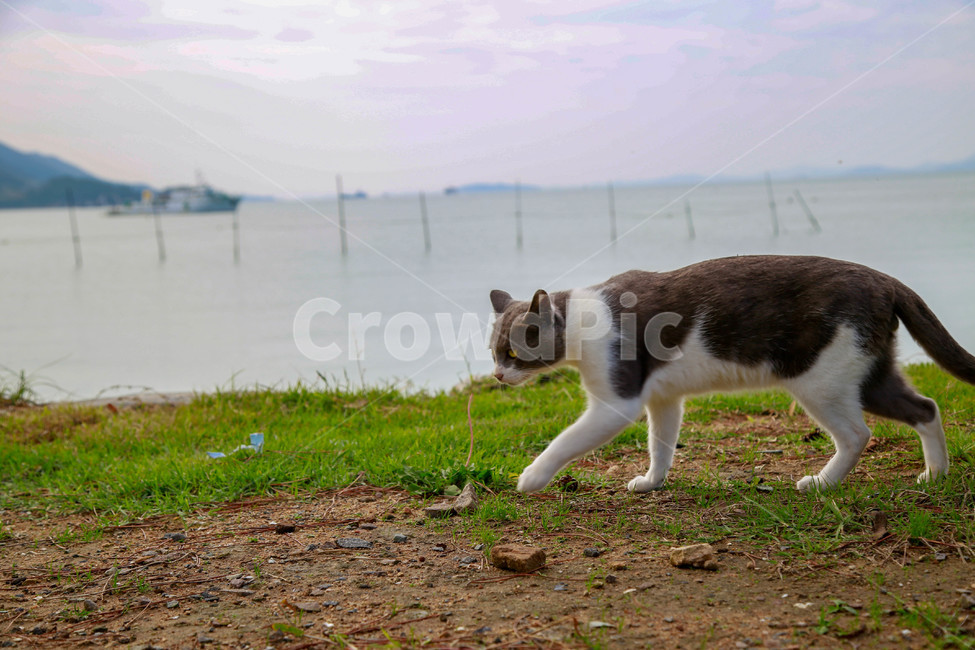 고양이,길고양이,길냥이,동물,애완동물,자연,생명,야생,야생동물,포유류,얼룩이,cat,kitty,kitten,neko,gato,street,streetcat,stray,straycat,wild,beauty,nature,pet,animal,mammal