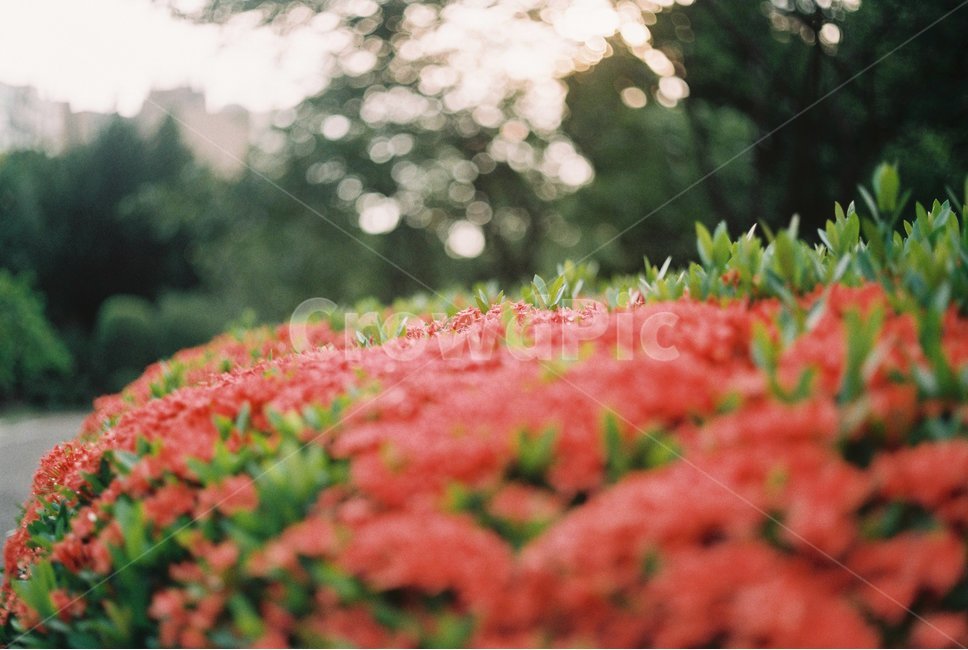 꽃,flower,빨간꽃,빨강,red,식물,자연,plants,nature,꽃,flower,감성,sensible,feeling