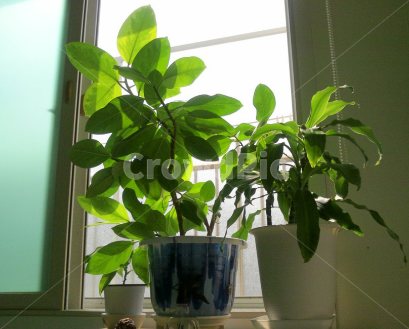 화초,식물,뱅갈고무나무,잎,고무나무,실내용화초,화분,화초,house plant