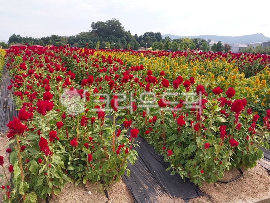 꽃,천일홍축제,양주시,핑크뮬리,flower,꽃잎