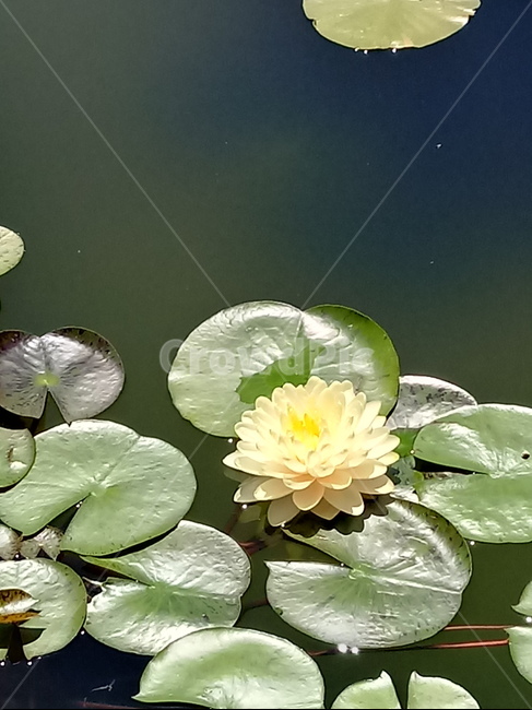 수련,다년생초본식물,수생식물,이판화,쌍자엽식물,자우련,waterlily