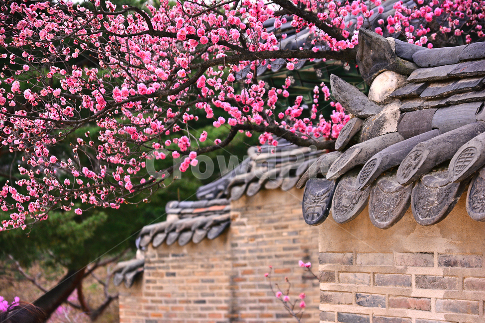 한국전통,고궁,봄풍경,봄꽃,창덕궁,봄배경,바탕,백그라운드,traditional,korean,spring,flowers,background,기와집,궁궐,조선시대,서울,명소,건축물,돌담,전통,보존,왕,집,하우스,house,ancientpalace,분홍색꽃,봄,시즌,계절,봄,계절,spring,season,한국전통,한국문화,korean traditional,korean culture,랜드마크,landmark,tourist attraction,한국랜드마크,한국관광지,한국명소,korea landmark,korea tourist attraction,건축물,건물외관,exterior,building,structure,architecture,construction,plant,식물,flower,꽃,blossom