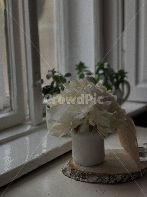 꽃,분위기,색감,flowers,차분함