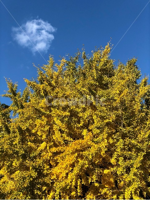plant,식물,tree,나무,단풍,은행,단풍나무,은행나무,노랑,만개,가을,하늘,구름,fall,yellow,maple