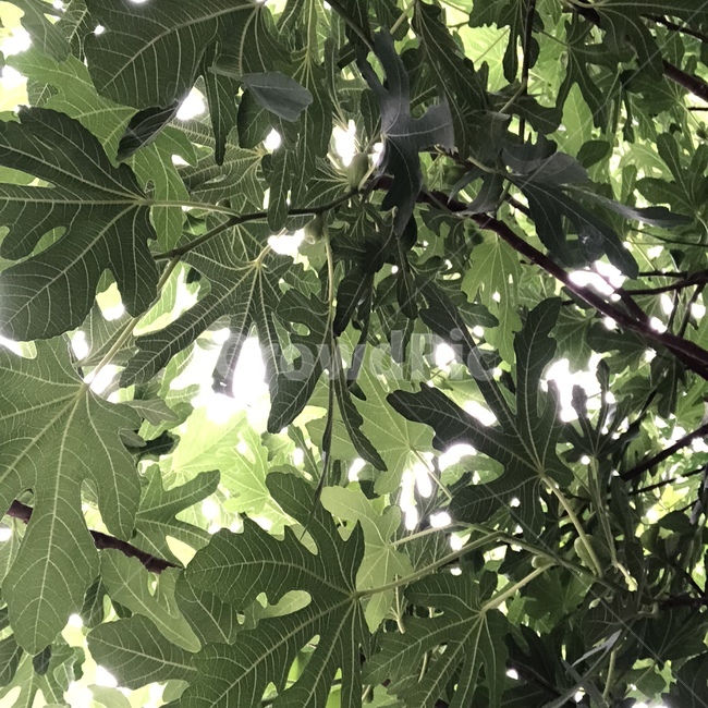 잎,나뭇잎,초록,초록색,여름,나무,파릇,식물,자연,plants,nature