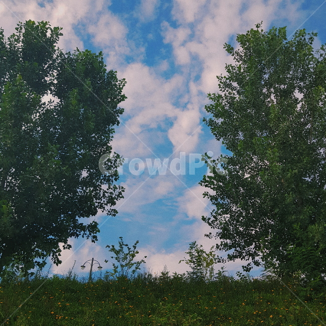 nature,tree,식물,나무,들,하늘,sky,풀잎