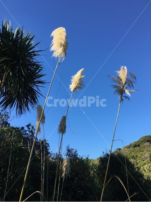 뉴질랜드,오클랜드,낮달,하늘,파랑,여행,식물,자연,plants,nature