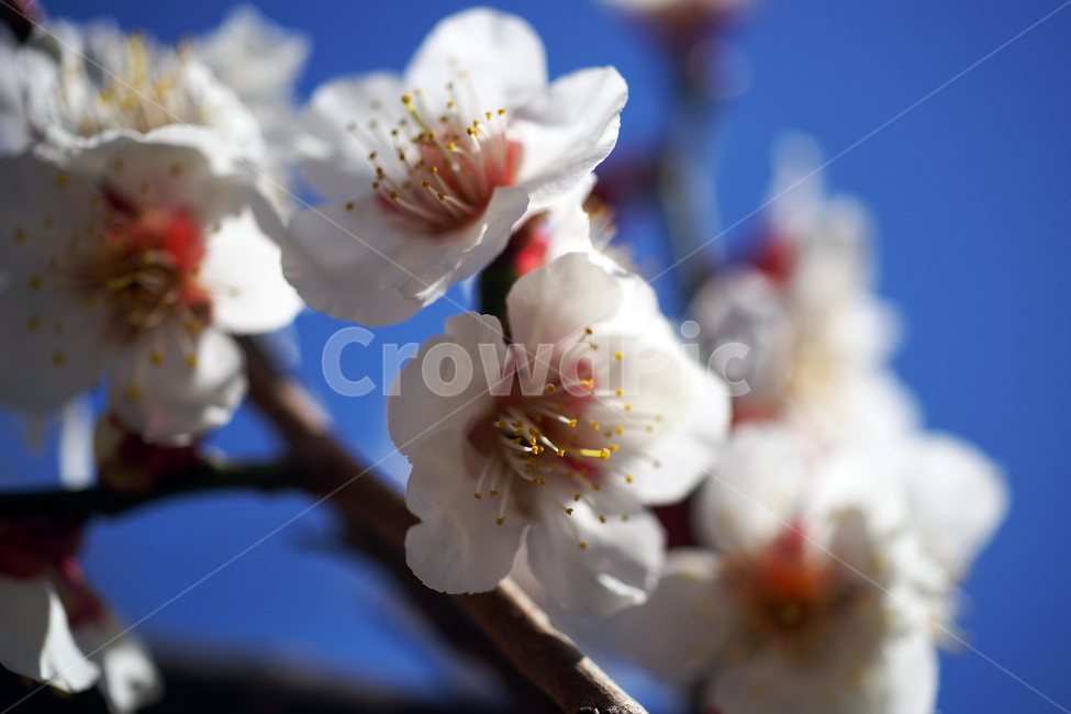 매화꽃,매화나무,꽃,봄,계절,하얀꽃,매화,식물,자연,plants,nature,꽃,flower