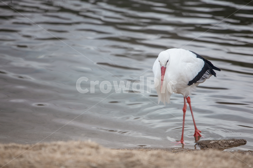 bird,water,outdoors,옥외,연못,물가,두루미,새,철새,천연기념물,보호새,멸종위기,야생생물,야생,생물,동물,국제보호조류,보호조류,백색,몸통,부리,날개,긴다리,다리,조류,야생조류,물,조류보호,호수,호수가,호숫가,연못가,자연,조류,새,birds