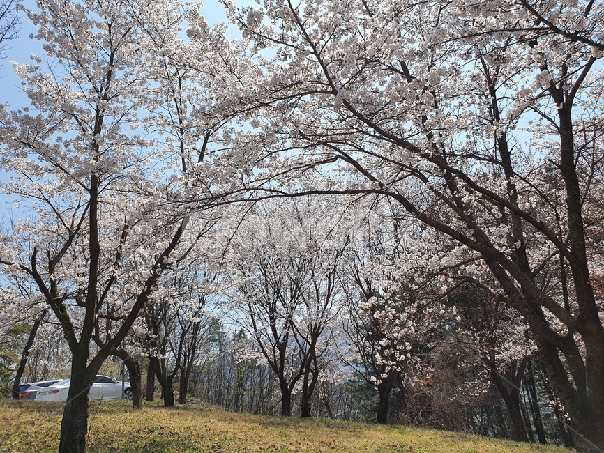 식물,자연,나무,꽃,벚꽃,하얀색,분홍색
