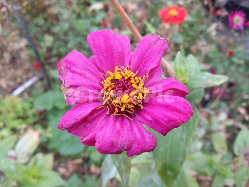 식물,plant,꽃,꽃잎,자연,flower,식물,자연,plants,nature,꽃,flower